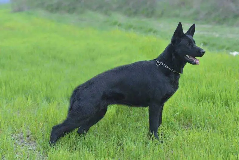 Diana (ROI 15/95436)