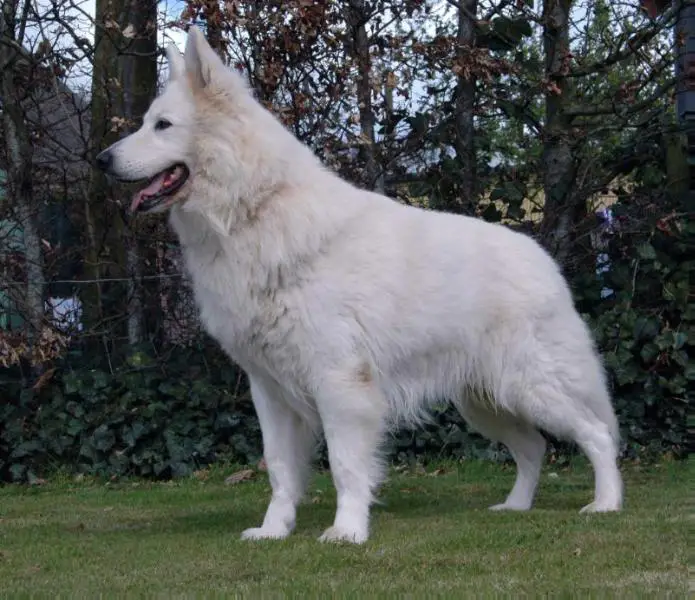 Kartouch Beautiful White Angel