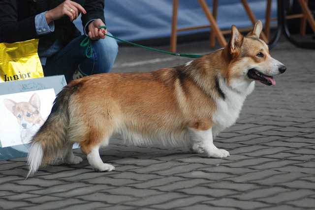 Pl Jun Ch Vellico's SHOW ME THE FLOW