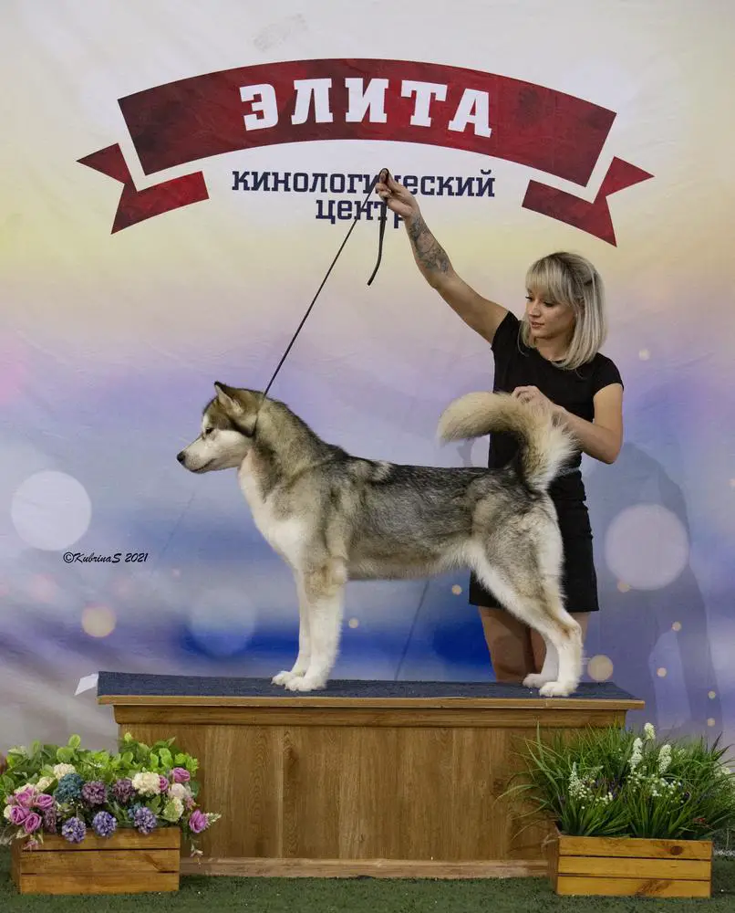 SNEJNAYA MAGIYA TYAN-SHANYA VALDIVIA