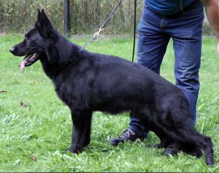 V Cäsar von der Burg Stolpen