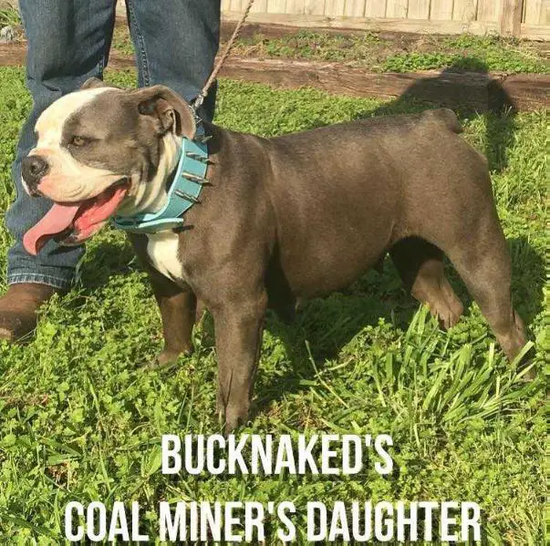 Buck Naked's Coal Miner's Daughter