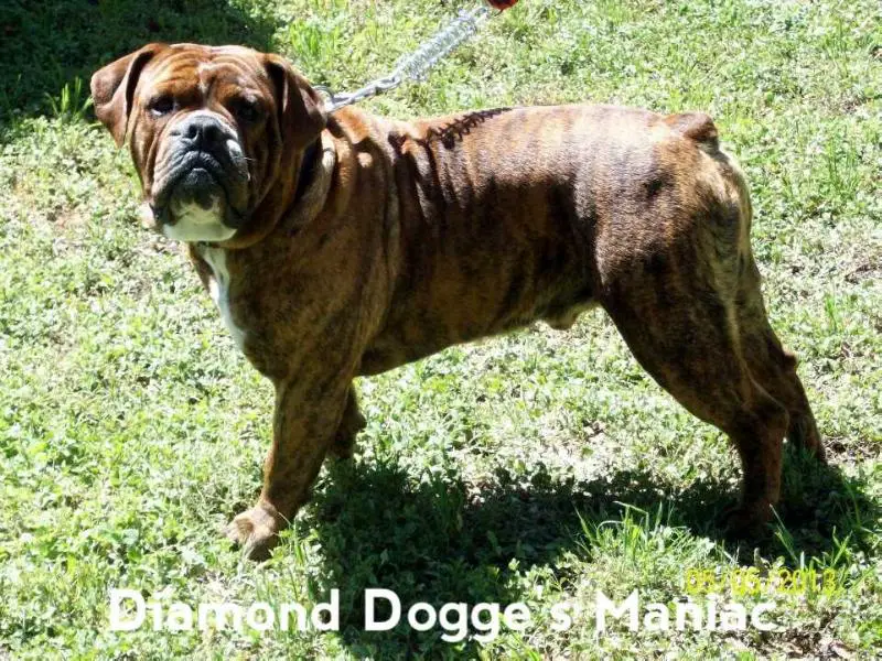 BR. Diamond Dogge's Maniac