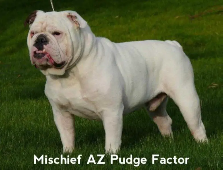 Mischief AZ Pudge Factor