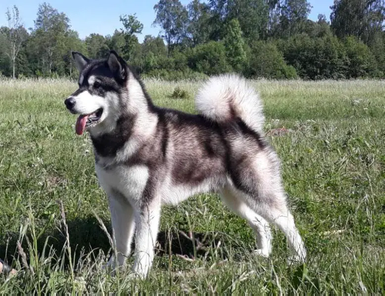 CACIB; RCACIB ; LV CH TOGO