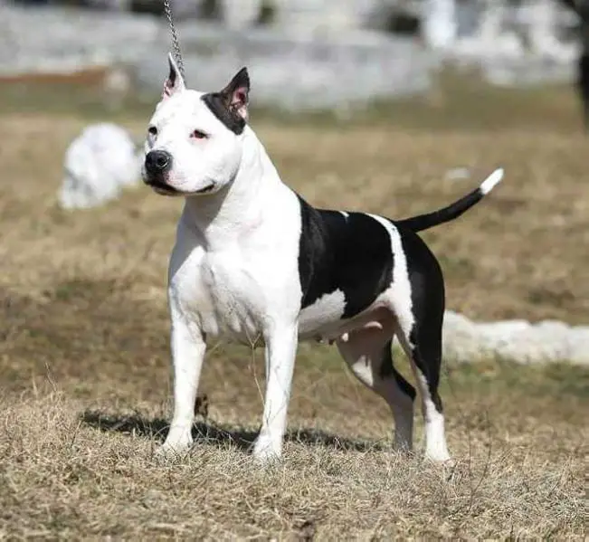 5x baby BIS, puppy BIS, Junior Champion of Serbia JESSY LONG STEP