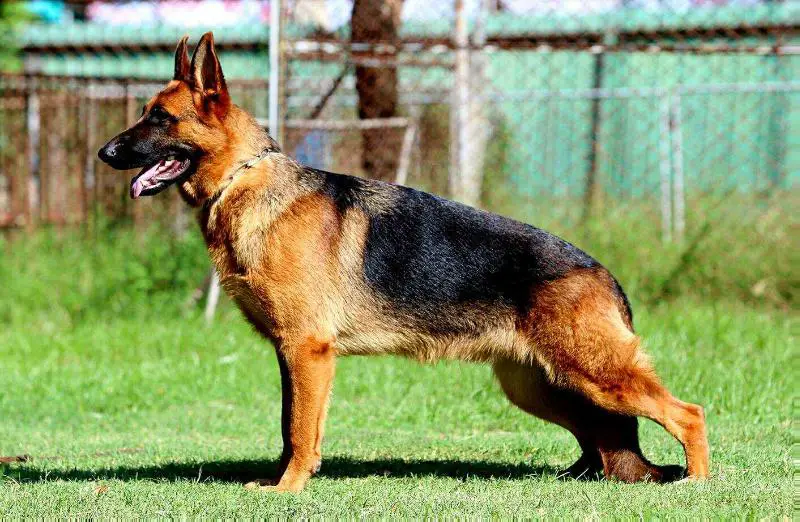 Noris vom Branch Mark