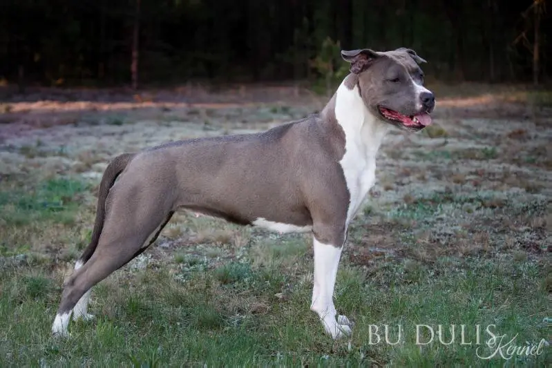 LT, BY JCH LT, BY, LV CH Bu Dulis Aqua Princess Ariel