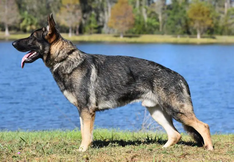 UKC CH Cudo Vom Sudenblick