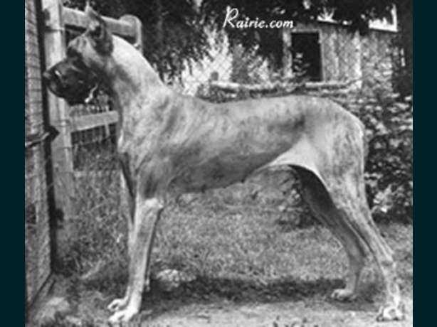 Ixia des Bayonnelles