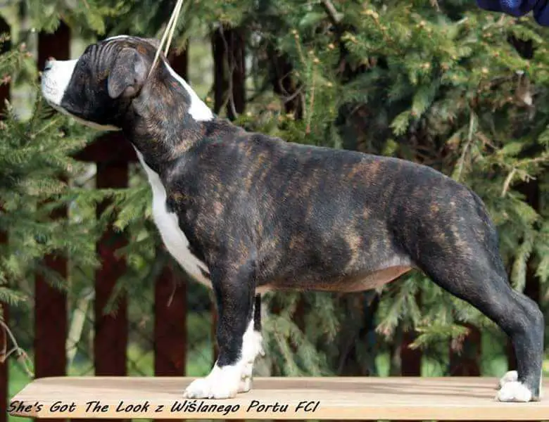 She's Got The Look z Wiślanego Portu