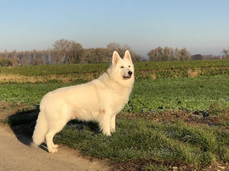 Ehrenchampionat in Silber Floyd Wild Boy of Dukes Dynastie