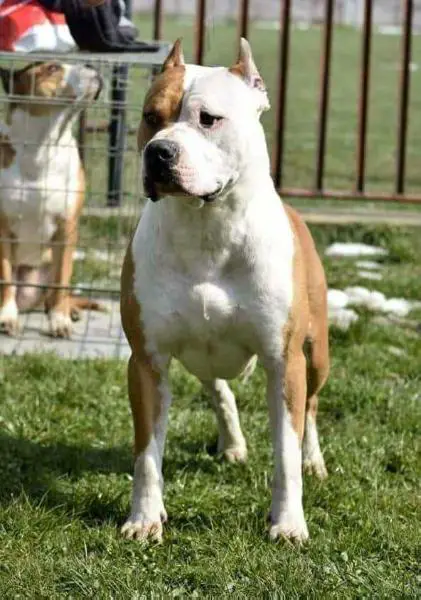 J.BIS/J.CH/MULTI CH. Red Bull Od 1300 Kaplara