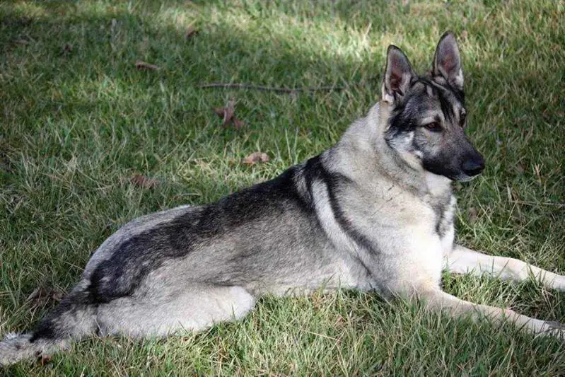 Takeo Rafiki Mozingo