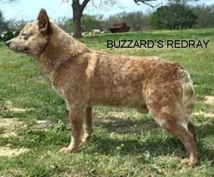 BUZZARD'S RED RAY