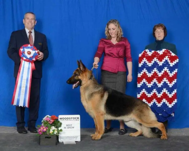 US SELECT GCH RMD MBISS & Multiple BIS CANADIAN CHAMPION Cherpa's High Dollar Client
