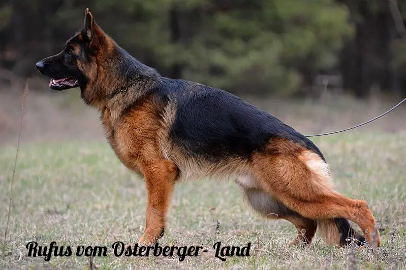 SG1, V1 Rufus vom Osterberger-Land