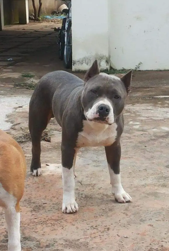 Gunner Esakan