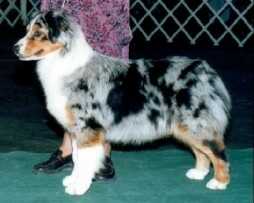 Wild Heart's Jeans and Pearls