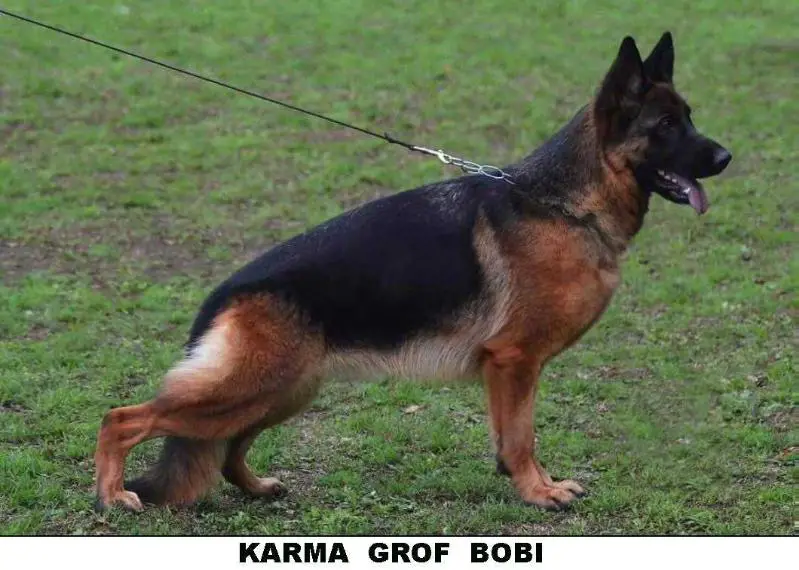 SG Karma Grof Bobi