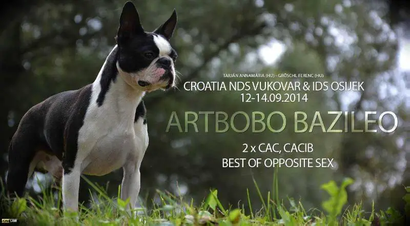 Artbobo Bazileo