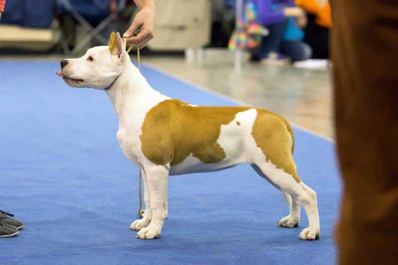 Severnaya Zhemchuzhina Ornela