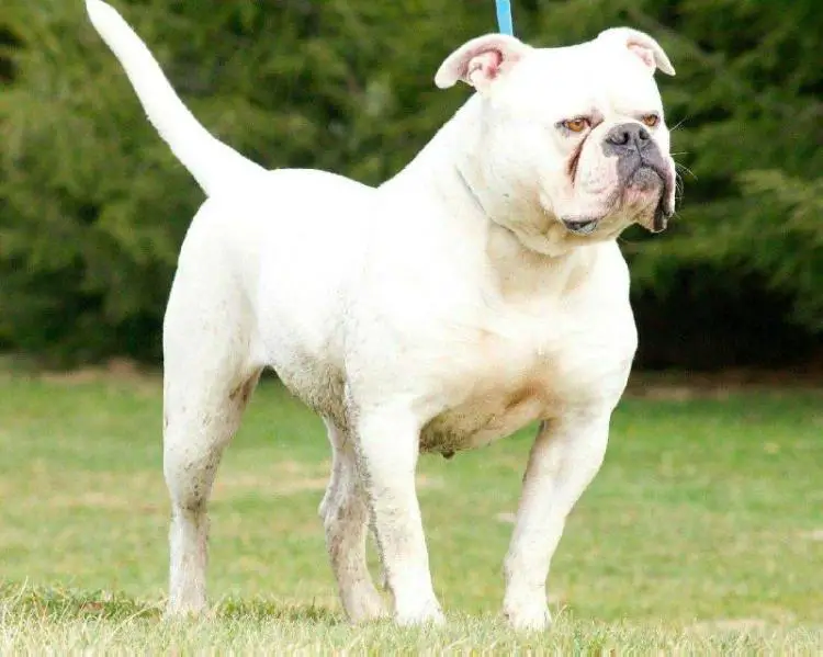 Darr's Bullies Sadie
