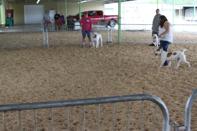 NKC Ch.  jr. Ch, Champion Buckner's Carolina Sunshine