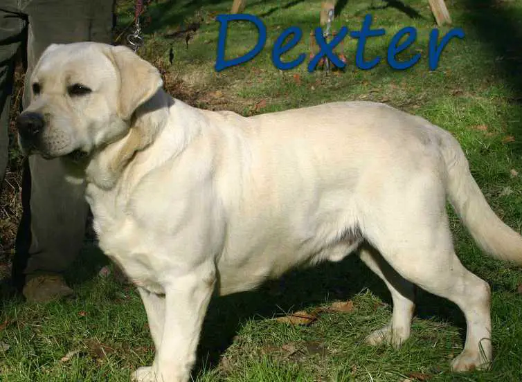 Ican And Will Love Dexter