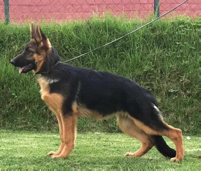 Goldenfarm's Tella