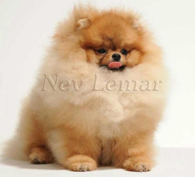 JCH UA Nev Lemar Harizma