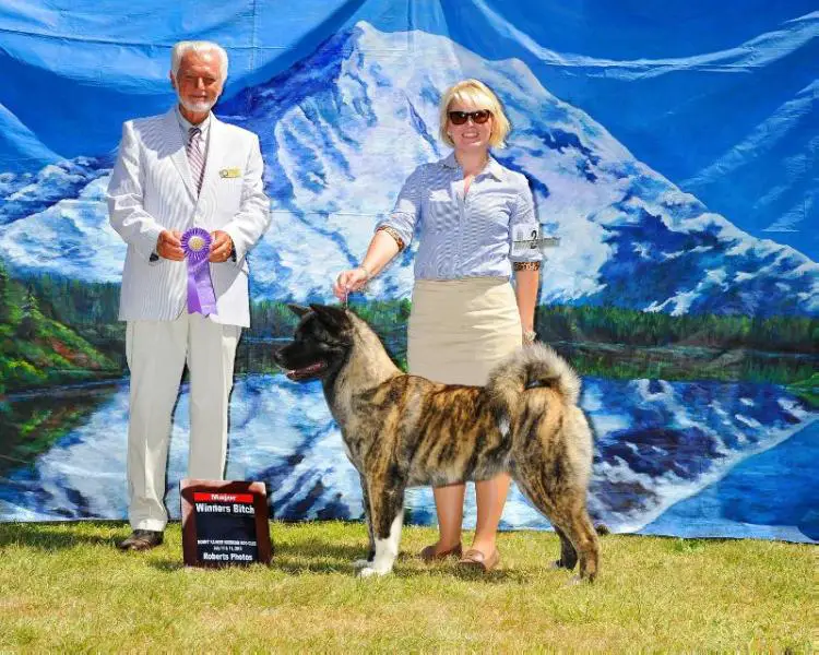 AKC CH Mojo's Crouching Tiger