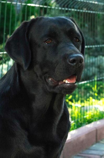 SWEET YEARS LABRADORS WONDERBERRY