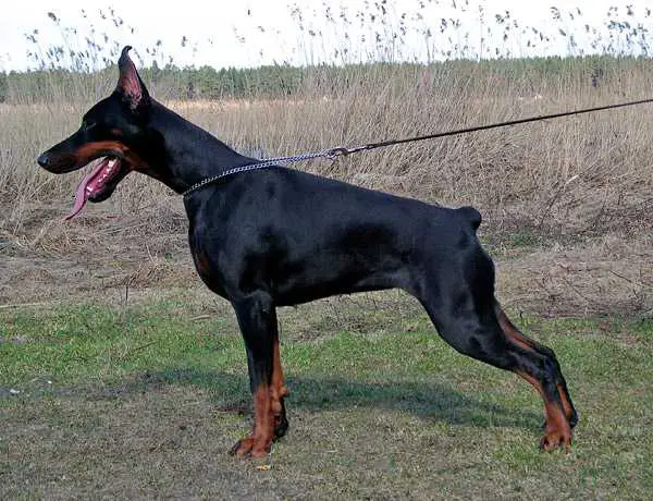 INT CH,Estonian Dobermann Club Winner'09,Latvian Winner'11 Imidz Bella Ballada Dolores