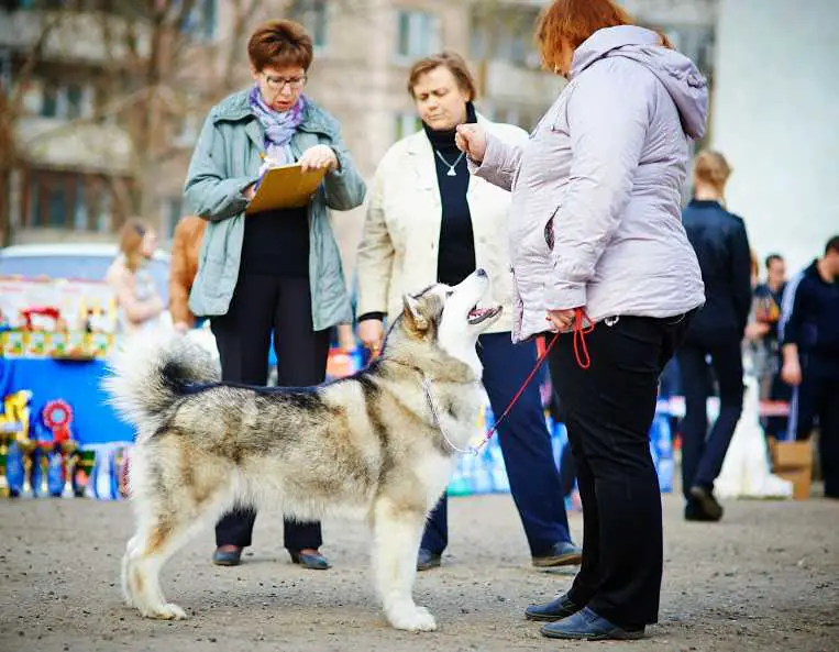 Runner Star Monsiana Liberty Ailend