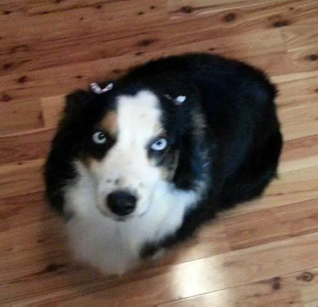 Timberline Blue Eyed Bella