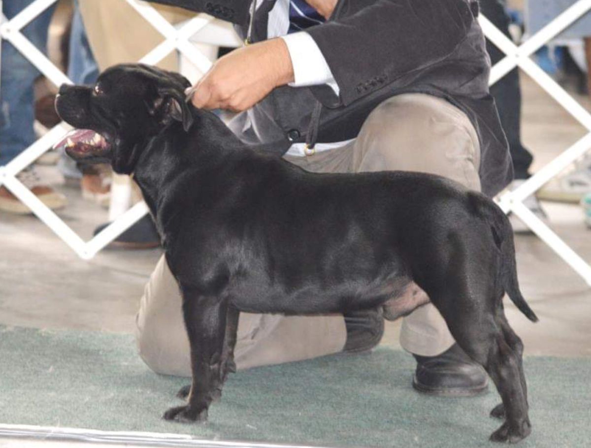 SINERGIABULLS AI SEU TE PEGO