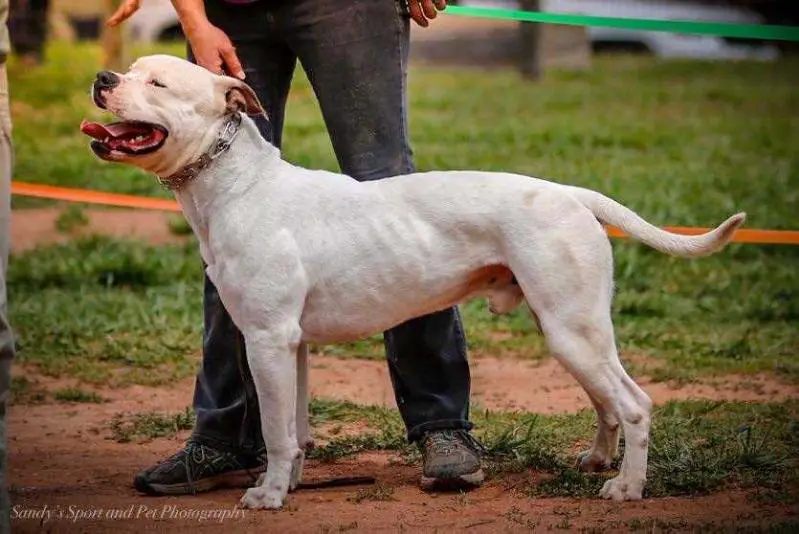 2018 NKC National Champion Ch Jr Ch Gunslinger's Insomnia