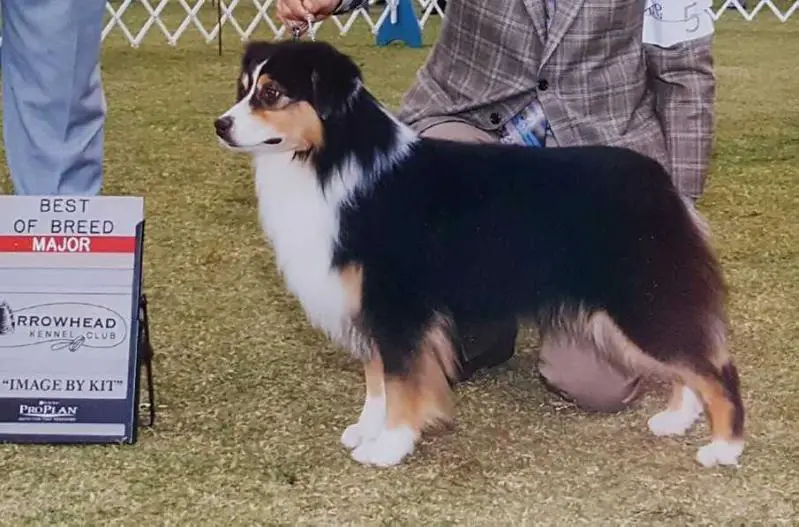 AKC CH/UKC CH Patchworks Hocus Pocus