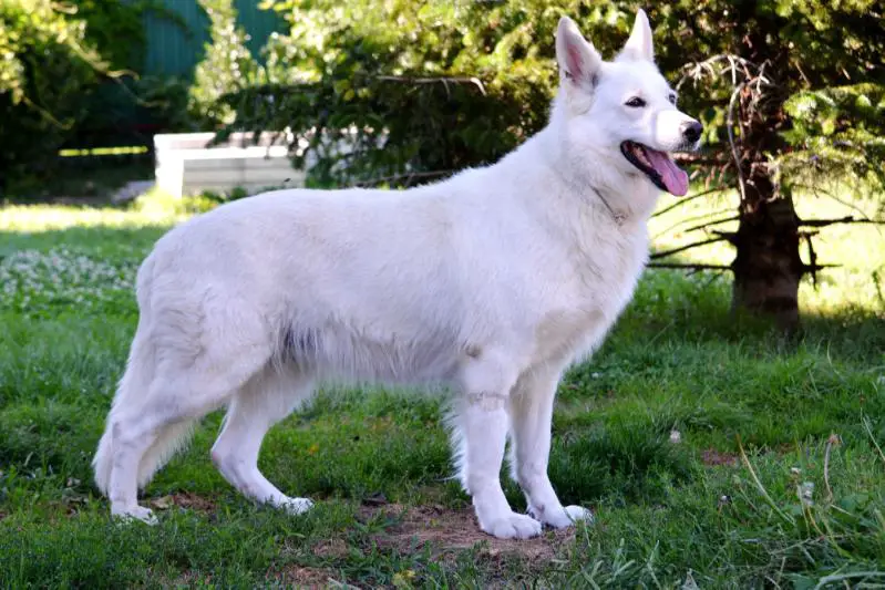 Laika ( St. Agnes von Kropp)