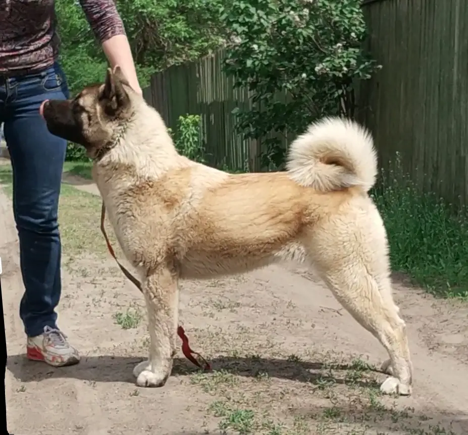 CAC x 3, BOS Euphoria Fire Amaterasu