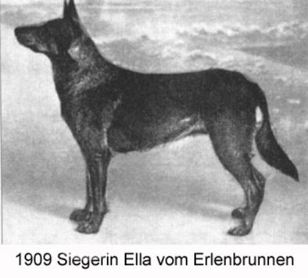 1909 SGRN Ella vom Erlenbrunnen