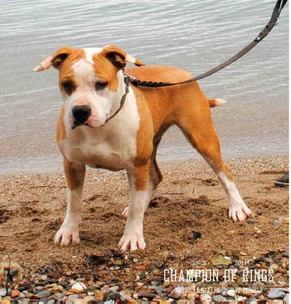 Junior Champion Of Roumania Mystique Champion Of Rings