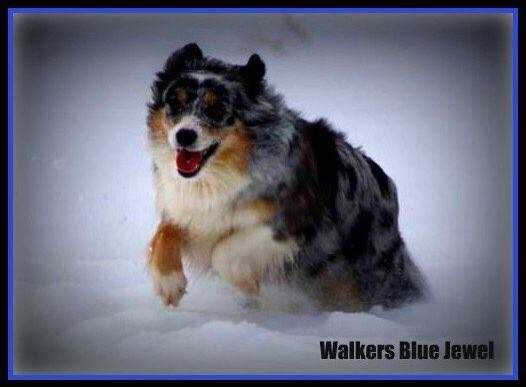 Walkers Blue Jewel