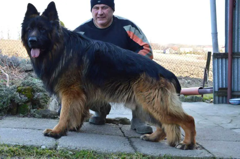 Yasan Szlachetna Perla