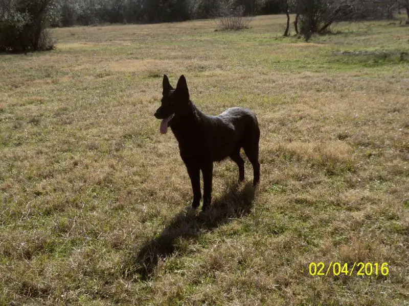 TiPi S Ranch's Happy Feet