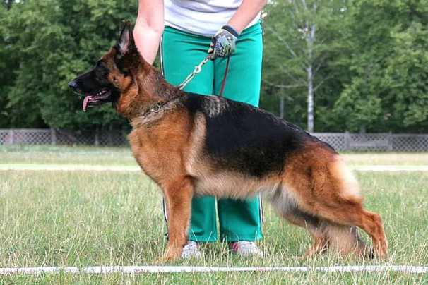 VA1 BALTIC SIEGER,VA1 EST,VA1 BY, VA2 RUS Oberlauf Yurmala