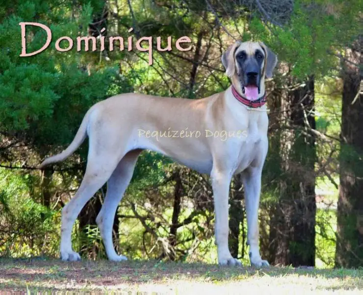 IntCh BraGrCh PanGrCh GRETA DO JARDIM SILVA