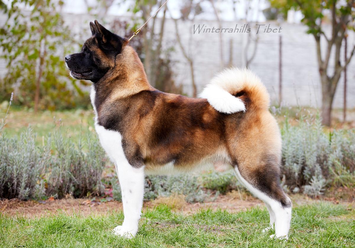 JCH UA, CH UA, BBB UA WINTERRAHILLS TIBET