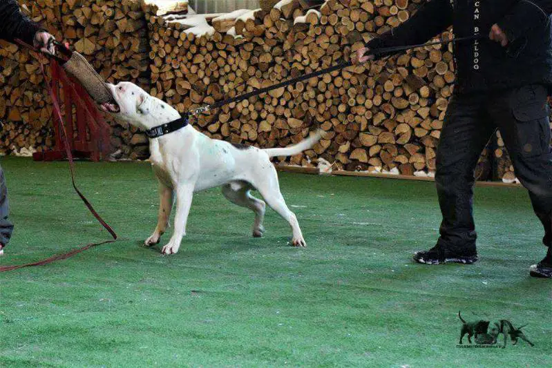 TM`s northern AB`s IRONMAN